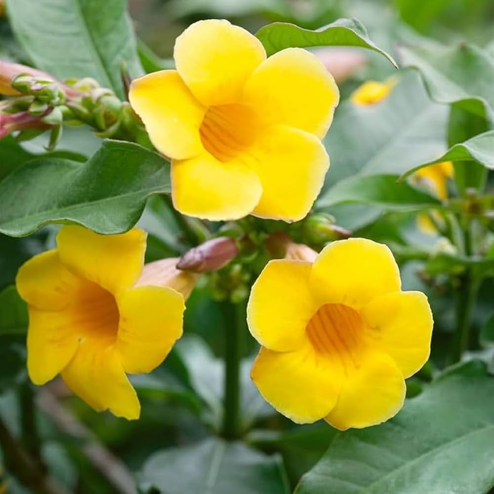 Heirloom Non-GMO Allamanda Flower Seeds for Tropical Garden Planting for planting in home garden